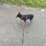 Pinscher Dona, 08/ 2014, ca. 30 cm, 77833 Ottersweier
