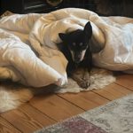 Pinscher Dona, 08/ 2014, ca. 30 cm, 77833 Ottersweier