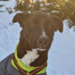 Mischling Drogo, 02/2023, 60 cm, 39624 Kalbe