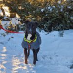 Mischling Drogo, 02/2023, 60 cm, 39624 Kalbe