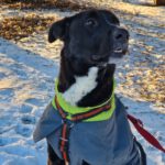 Mischling Drogo, 02/2023, 60 cm, 39624 Kalbe