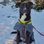 Mischling Drogo, 02/2023, 60 cm, 39624 Kalbe