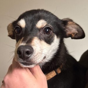 Pinscher Mischling Eddie, 07/2025, Endgröße ca. 30 cm