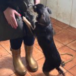 Pinscher Mischling Eddie, 07/2025, Endgröße ca. 30 cm