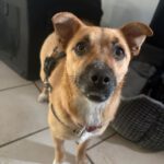 Mischling Elfe, 05/2024, ca. 35 cm, 38302 Ahlum