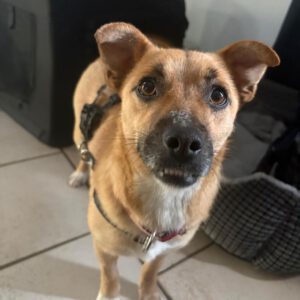 Mischling Elfe, 05/2024, ca. 35 cm, 38302 Ahlum