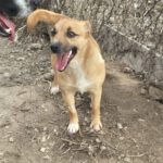 Mischling Elfe, 12/2023, ca. 35 cm