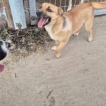 Mischling Elfe, 12/2023, ca. 35 cm