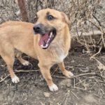 Mischling Elfe, 12/2023, ca. 35 cm