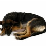 Schäferhund Mischling Erika, 02/2024, ca. 55 cm, 53809 Ruppichteroth