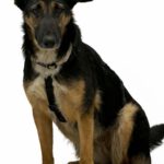 Schäferhund Mischling Erika, 02/2024, ca. 55 cm, 53809 Ruppichteroth