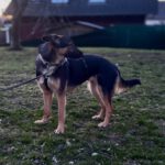 Schäferhund Mischling Erika, 02/2024, ca. 55 cm, 53809 Ruppichteroth