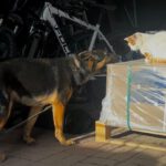 Schäferhund Mischling Erika, 02/2024, ca. 55 cm, 53809 Ruppichteroth