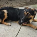 Schäferhund Mischling Erika, 02/2024, ca. 55 cm, 53809 Ruppichteroth