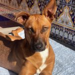 Mischling Faraona, 10/2023, ca. 50 cm