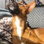 Mischling Faraona, 10/2023, ca. 50 cm