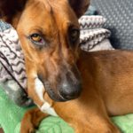 Mischling Faraona, 10/2023, ca. 50 cm