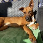 Mischling Faraona, 10/2023, ca. 50 cm