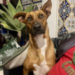 Mischling Faraona, 10/2023, ca. 50 cm