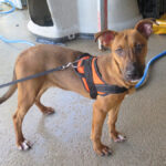 Mischling Faraona, 10/2023, ca. 50 cm