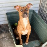 Mischling Faraona, 10/2023, ca. 50 cm