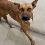 Mischling Faraona, 10/2023, ca. 50 cm