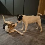 Bodeguero Mischling Felicia, 11/2024, ca. 37 cm, 87634 Obergünzburg