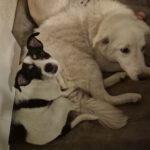 Bodeguero Mischling Felicia, 11/2024, ca. 37 cm, 87634 Obergünzburg