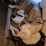 Bodeguero Mischling Felicia, 11/2024, ca. 37 cm, 87634 Obergünzburg