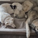 Bodeguero Mischling Felicia, 11/2024, ca. 37 cm, 87634 Obergünzburg