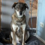 Mischling Fidan, 12/2021, ca. 55 cm, 31606 Warmsen