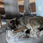 Mischling Fidan, 12/2021, ca. 55 cm, 31606 Warmsen