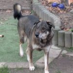 Mischling Fidan, 12/2021, ca. 55 cm, 31606 Warmsen