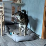 Mischling Fidan, 12/2021, ca. 55 cm, 31606 Warmsen