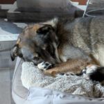 Mischling Fidan, 12/2021, ca. 55 cm, 31606 Warmsen