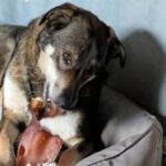 Mischling Fidan, 12/2021, ca. 55 cm, 31606 Warmsen