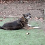 Mischling Fidan, 12/2021, ca. 55 cm, 31606 Warmsen