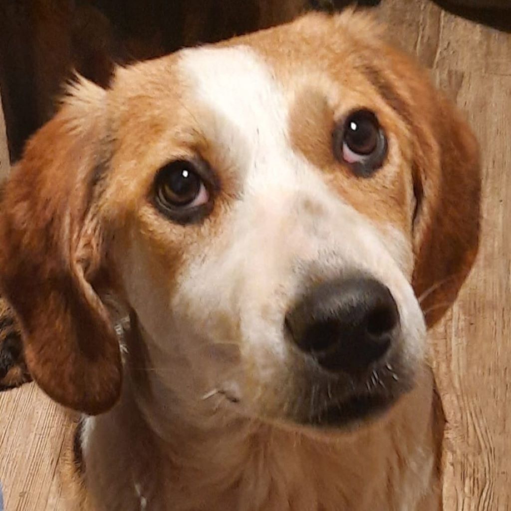 Mischling Fiete, 08/2025, Endgröße 50 cm, 28717 Bremen