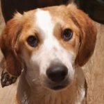 Mischling Fiete, 08/2025, Endgröße 50 cm, 28717 Bremen