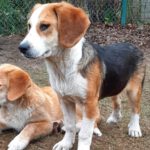 Mischling Fiete, 08/2025, Endgröße 50 cm, 28717 Bremen