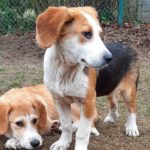 Mischling Fiete, 08/2025, Endgröße 50 cm, 28717 Bremen