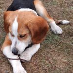 Mischling Fiete, 08/2025, Endgröße 50 cm, 28717 Bremen