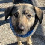 Mischling Fifo, 01/2023, ca. 53 cm