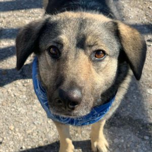 Mischling Fifo, 01/2023, ca. 53 cm