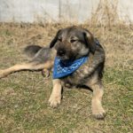 Mischling Fifo, 01/2023, ca. 53 cm