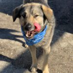 Mischling Fifo, 01/2023, ca. 53 cm