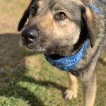 Mischling Fifo, 01/2023, ca. 53 cm