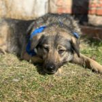 Mischling Fifo, 01/2023, ca. 53 cm