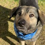 Mischling Fifo, 01/2023, ca. 53 cm