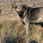 Mischling Fifo, 01/2023, ca. 53 cm